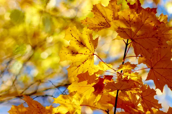 Verschwommener Hintergrund Herbst Gelb Ahorn Blätter Sonniger Tag — Stockfoto