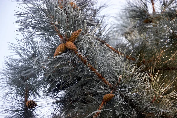 Ramo de pinheiro com cones e agulhas cobertas de geada — Fotografia de Stock