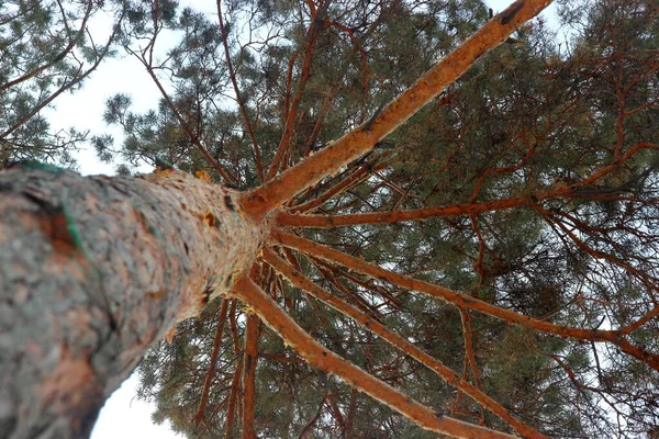 Enfoque selectivo de la vista inferior de un pino en el bosque de invierno — Foto de Stock