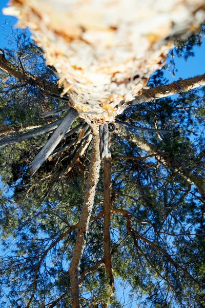 Selektiver Fokus von unten auf eine Kiefer im Winterwald — Stockfoto