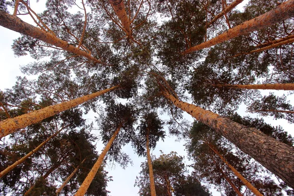 Enfoque selectivo de la vista inferior de un pino en el bosque de invierno —  Fotos de Stock