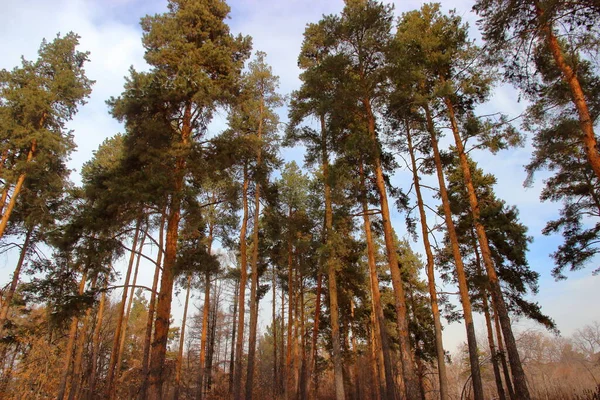 Troncos altos de pinos en el bosque —  Fotos de Stock