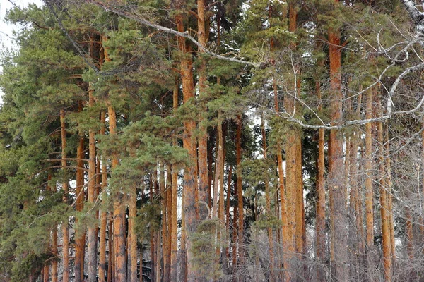 Bosque de pinos de coníferas siempreverdes —  Fotos de Stock