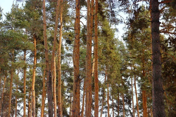 Troncos altos de pinos en el bosque —  Fotos de Stock