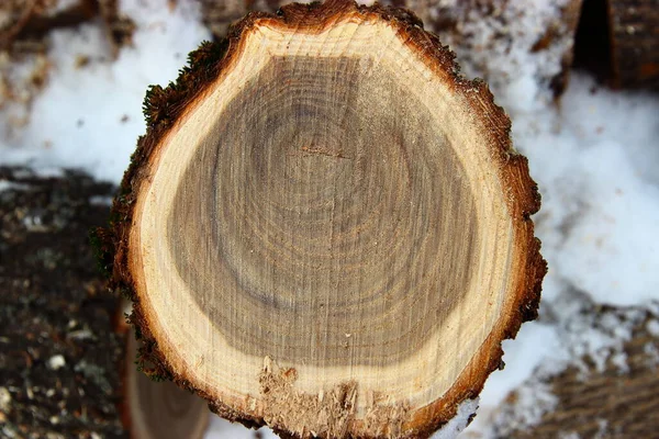 texture of section of a tree trunk with annual rings