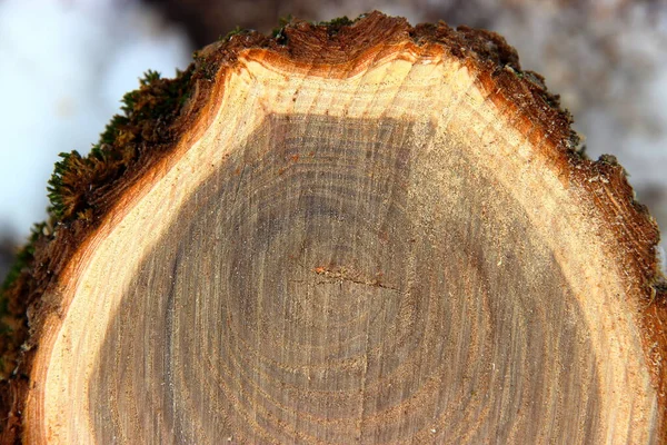 Текстура ділянки стовбура дерева з щорічними кільцями — стокове фото