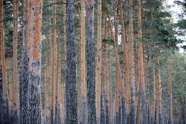 Troncos altos de pinos en el bosque — Foto de Stock