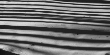 kardaki ağaçların paralel gölgeleri