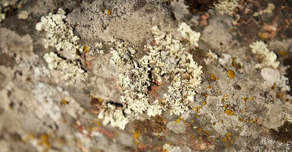 Размытый селективный фокус лишайника и мха на камне — стоковое фото