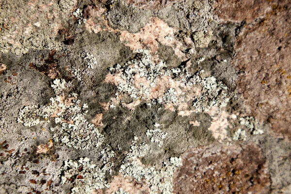 Foyer sélectif flou de lichen et de mousse sur la pierre — Photo