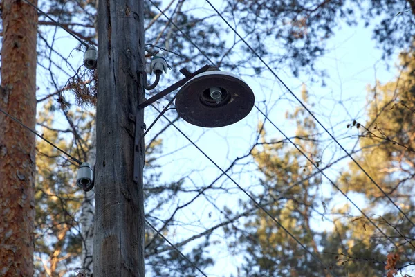 松树背景上的一根木杆子上的破灯罩 — 图库照片
