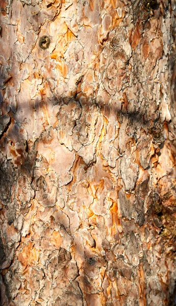 Текстура коры соснового ствола ярко освещена солнцем — стоковое фото