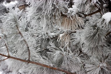 Çam ağacının iğnelerini ve dallarını kaplayın.