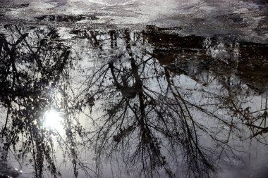 İlkbaharın başlarında eriyen kar birikintisi Ağaçların yansımasıyla