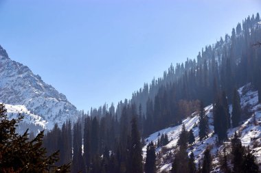 Güneşli bir günde dağ manzarası. Karla kaplı dağlar ve köknar ağaçları
