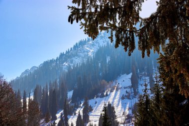 Güneşli bir günde dağ manzarası. Karla kaplı dağlar ve köknar ağaçları