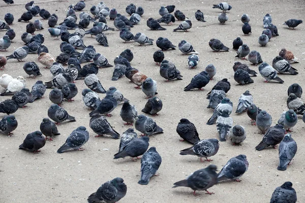 Taubenschwarm sitzt bei trübem Wetter auf Asphalt — Stockfoto