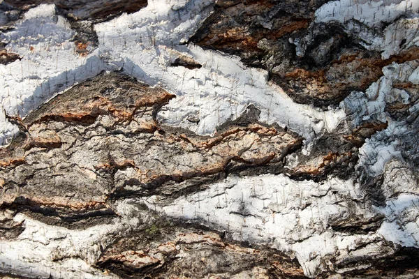 Крупным планом фрагмент коры березового ствола — стоковое фото