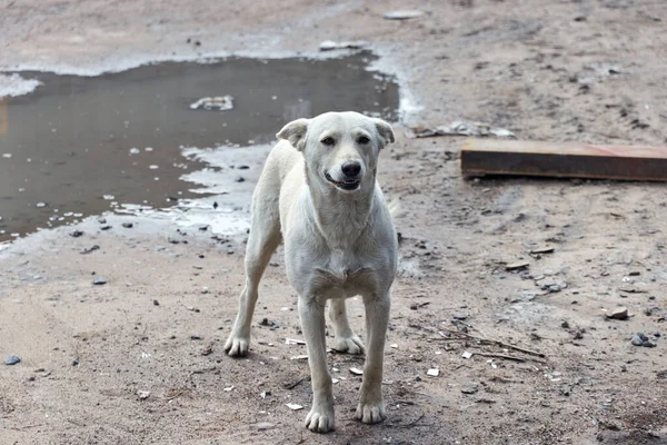 Pis bir sokakta evsiz, beyaz sokak köpeği. 