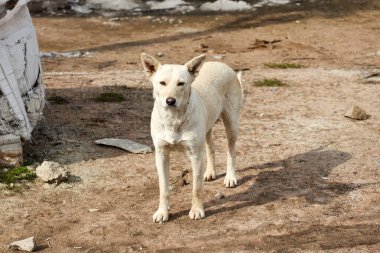 Pis bir sokakta evsiz, beyaz sokak köpeği. 
