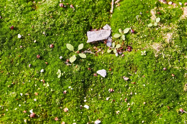 Fondo de musgo verde con pequeños brotes y piedras pequeñas —  Fotos de Stock