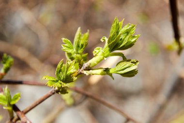 Genç ağaç yaprağı baharın başlarında bulanık arka planla filizlenir.