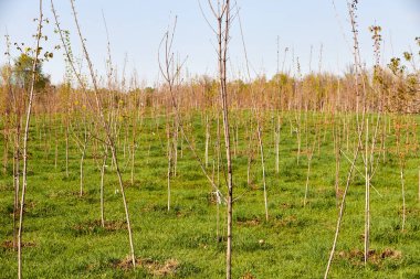 Parka ekilmiş genç ağaç fideleri