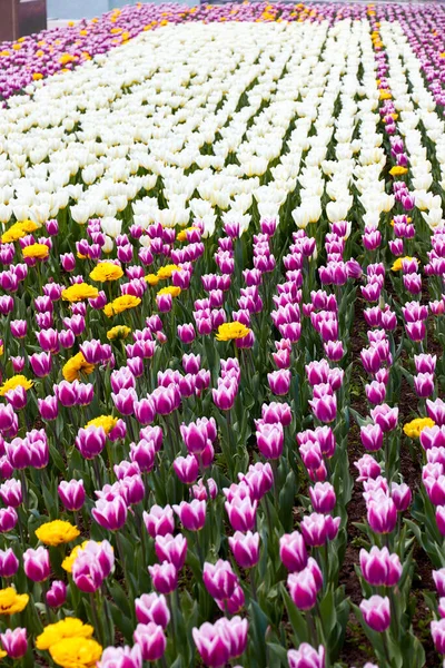 Цветочная кровать с цветущими тюльпанами в городском парке — стоковое фото