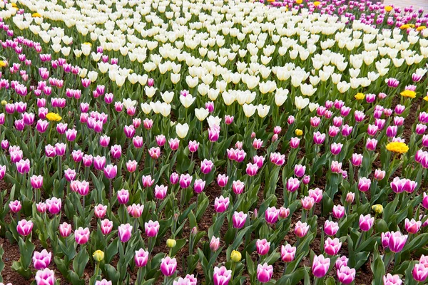 Lit de fleurs avec des tulipes en fleurs dans le parc de la ville — Photo