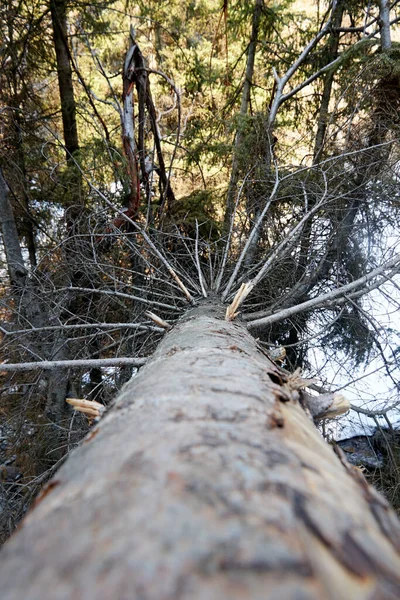 Vista del tronco de un abeto caído — Foto de Stock