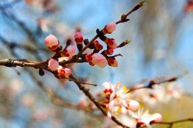 Tomurcuklar ve kiraz çiçekleri. seçici yumuşak odak