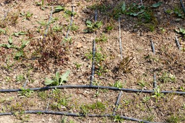 Çiçek çayırına serpiştirilmiş damlalar.