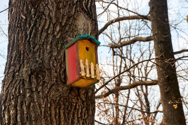 Nichoir sur un tronc d'arbre dans un parc printanier — Photo