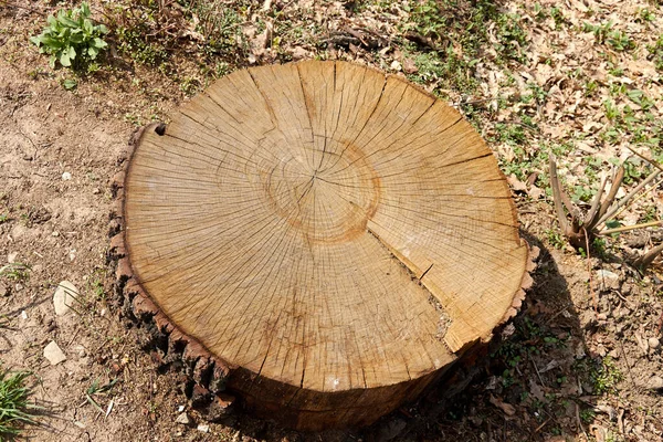 Souche d'arbre avec anneaux annuels et fissures — Photo