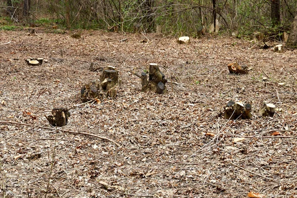 Tree stumps in the park after sanitary felling — Stock Photo, Image