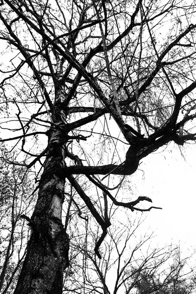 An old birch tree without leaves against a gray sky — Photo