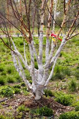 Genç huş ağacı koruyucu bir beze sarılmış ve damlatılmış sulama ile bir çiçek tarhında. 