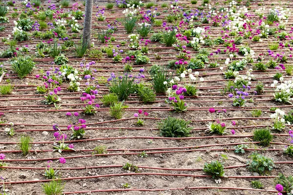 Druppelirrigatie pijpen gelegd op bloembed in de botanische tuin — Stockfoto