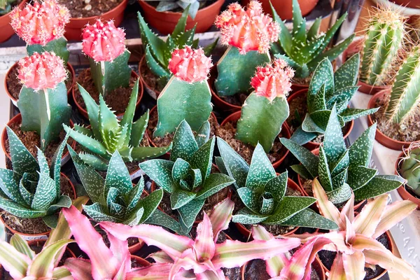 Colección Pequeños Cactus Decorativos Otras Flores Macetas Una Florería — Foto de Stock