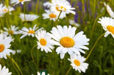 Yeşil çimenlerin arka planında papatya çiçeklerine yakın plan