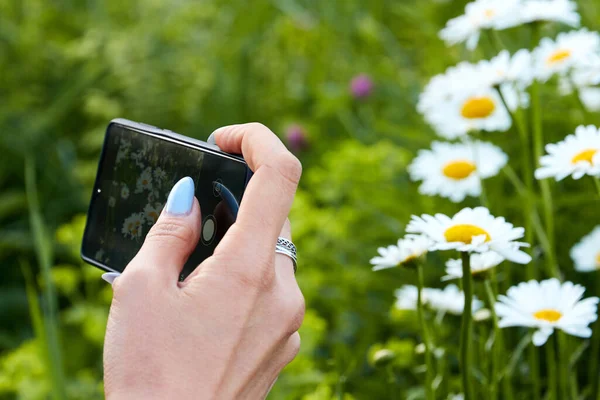 Ręka Kobiety Smartfonem Strzelanie Kwiaty Rumianku — Zdjęcie stockowe