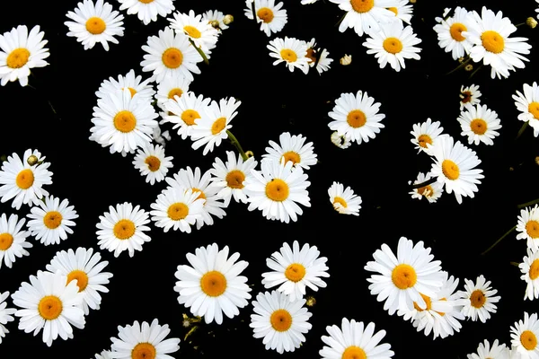 Närbild Kamomillblomma Isolerad Svart Bakgrund Blommönster — Stockfoto