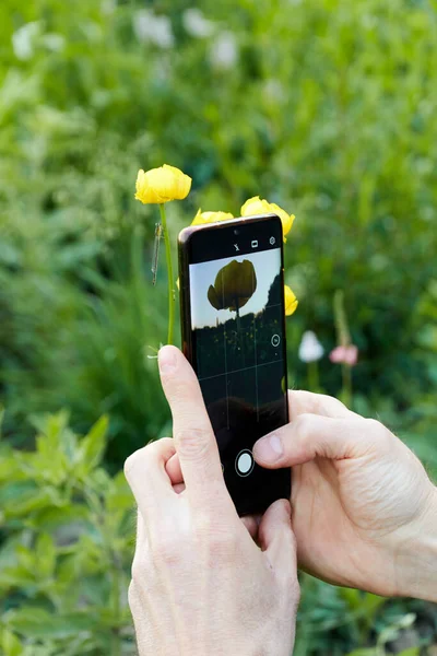 Ręka Smartfonem Strzelanie Żółte Kwiaty Telefon Komórkowy — Zdjęcie stockowe