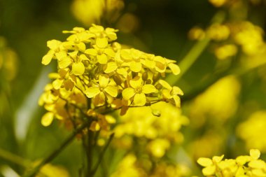 Bulanık bir arkaplanda sarı çiçeklere odaklan. Parkta bahar çiçekleri