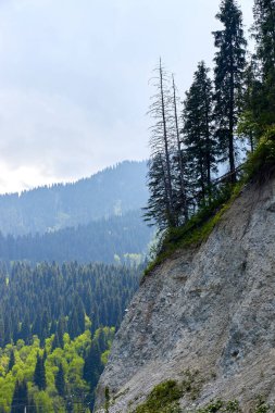 Bir uçurumun kenarında, ormanla kaplı dağların arka planında.