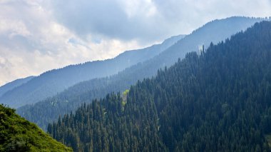 Uzağa uzanan ladin kaplı dağ yamaçları.