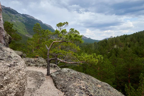 Un pino joven que crece en una roca —  Fotos de Stock