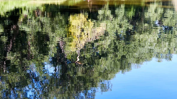 Reflexão de árvores na água de uma lagoa no parque — Fotografia de Stock