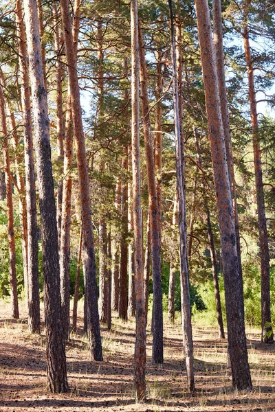 Vista del bosque de pinos en un día soleado — Foto de Stock