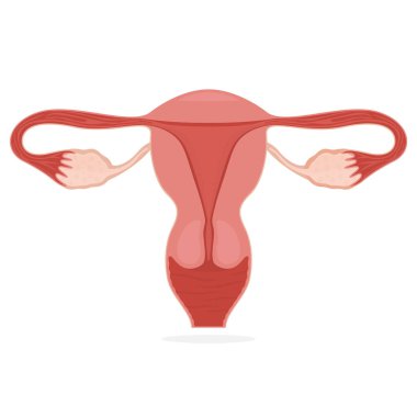 Rahim kadın organı, düz stil. Kadın üreme sistemi. Rahim ikonlu jinekoloji kliniği pankartı. Kadın Sağlığı posteri. Vektör illüstrasyonu.